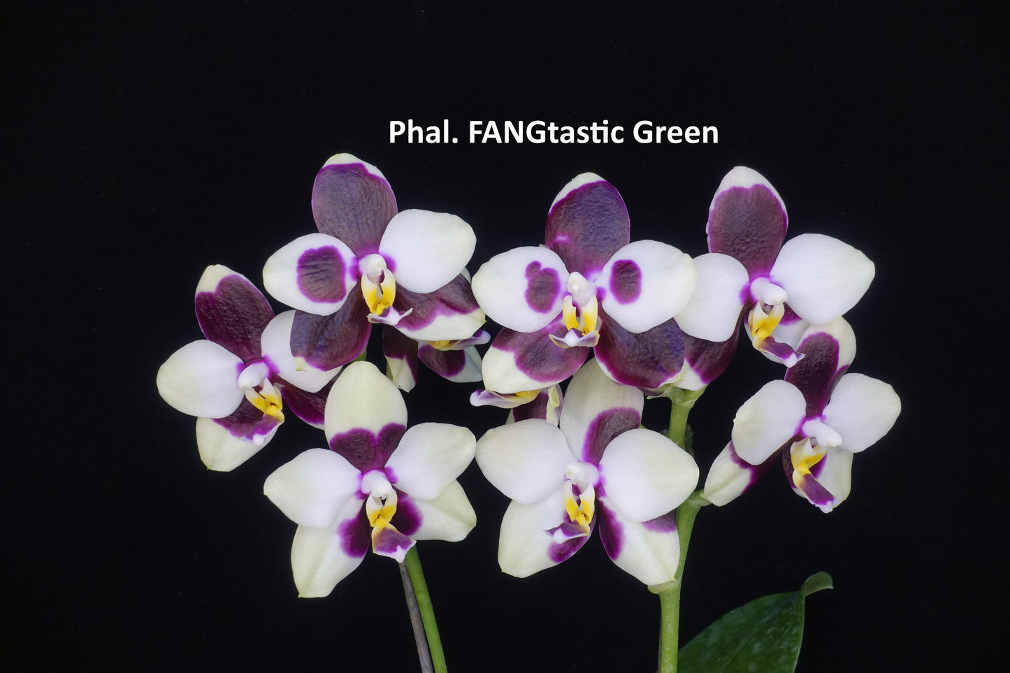 Phalaenopsis FANGtastic Green Envy
