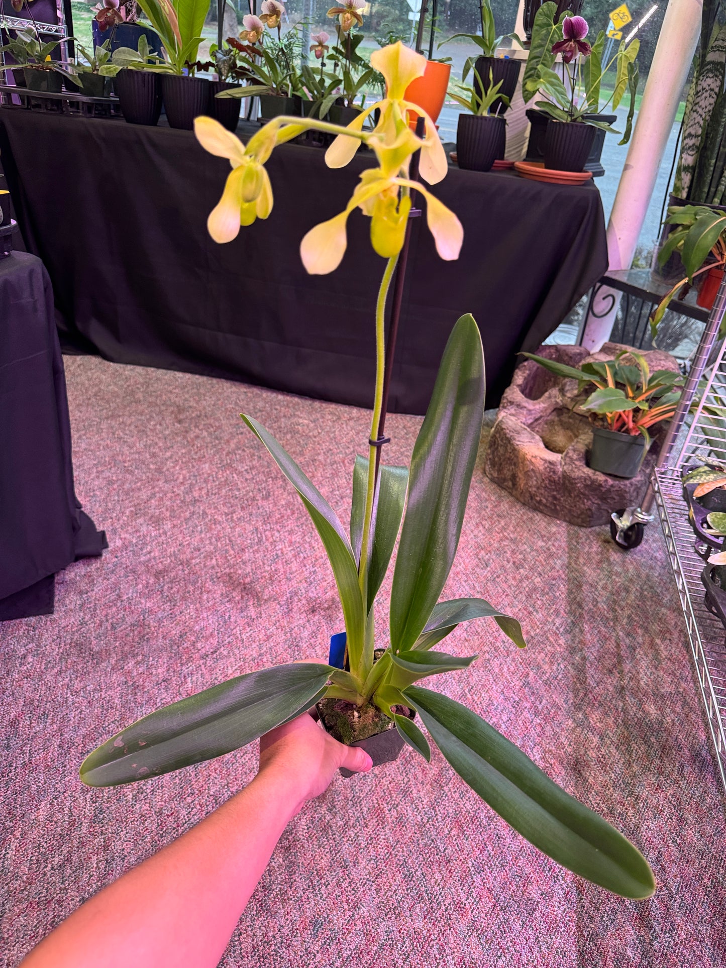 Paphiopedilum Toni Stemple x lowii alba