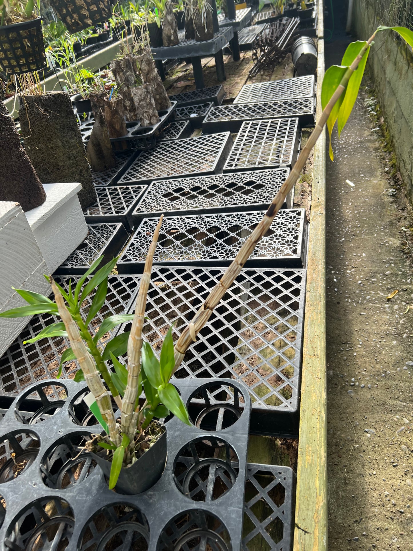 Dendrobium smillieae