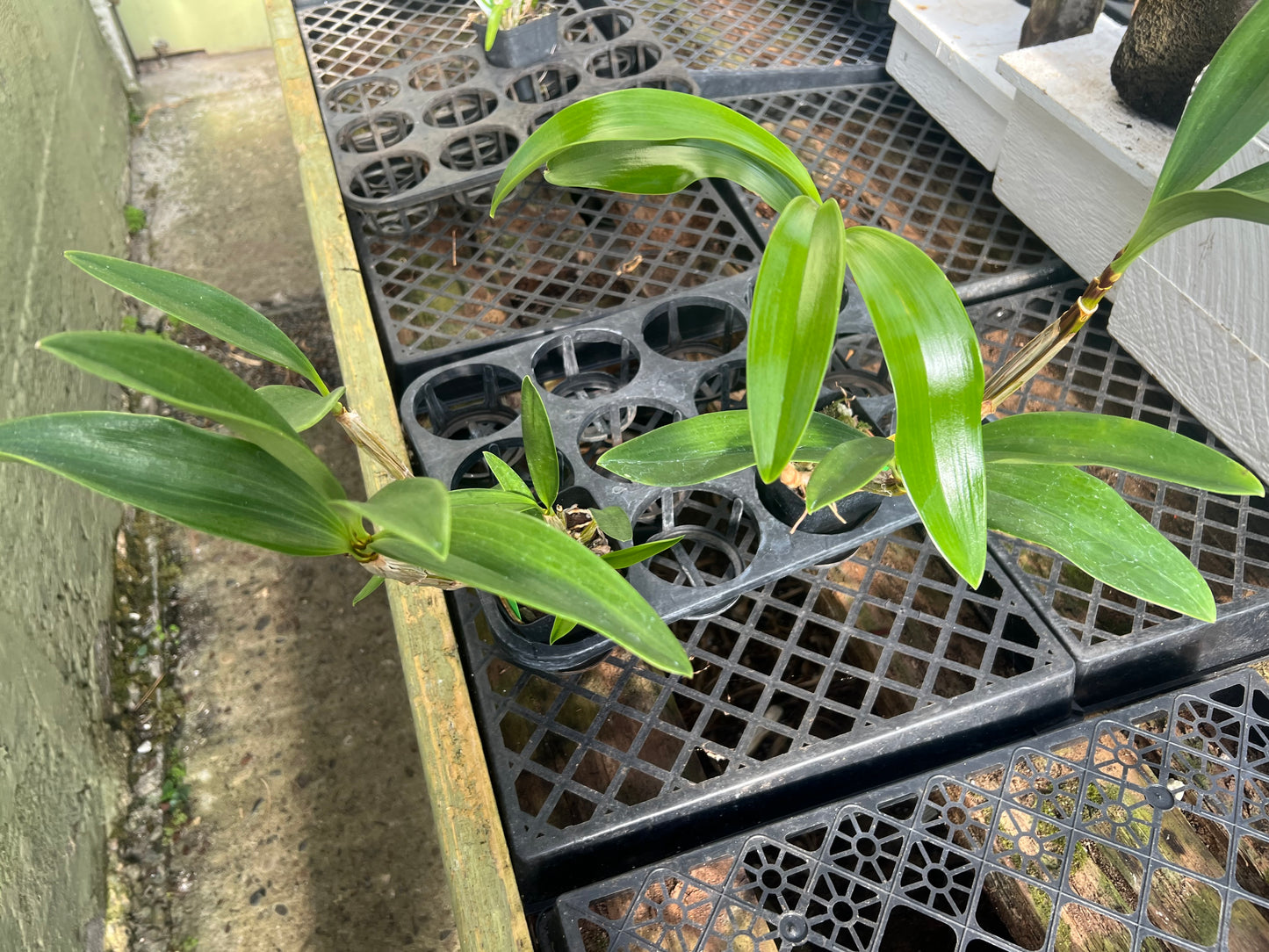 Dendrobium spectabile