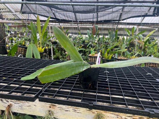 Bulbophyllum phalaenopsis
