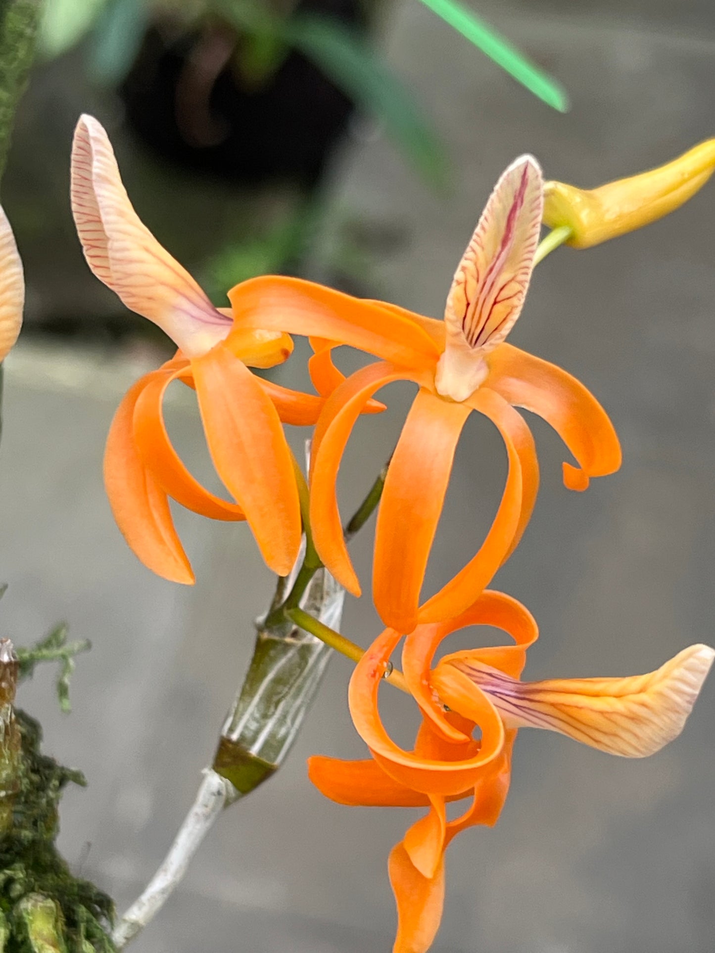 Dendrobium unicum