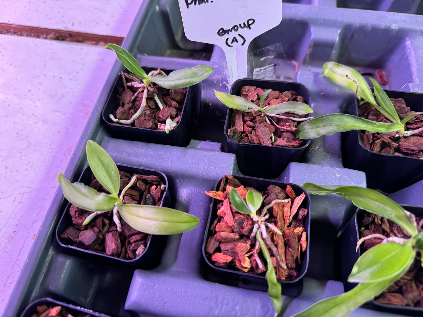 12-Pack Phalaenopsis mariae (Group A)