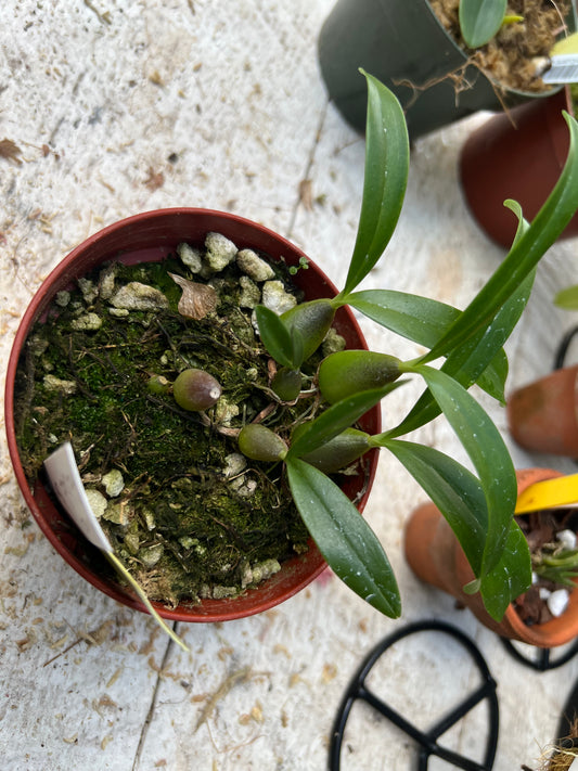 Bulbophyllum falcata