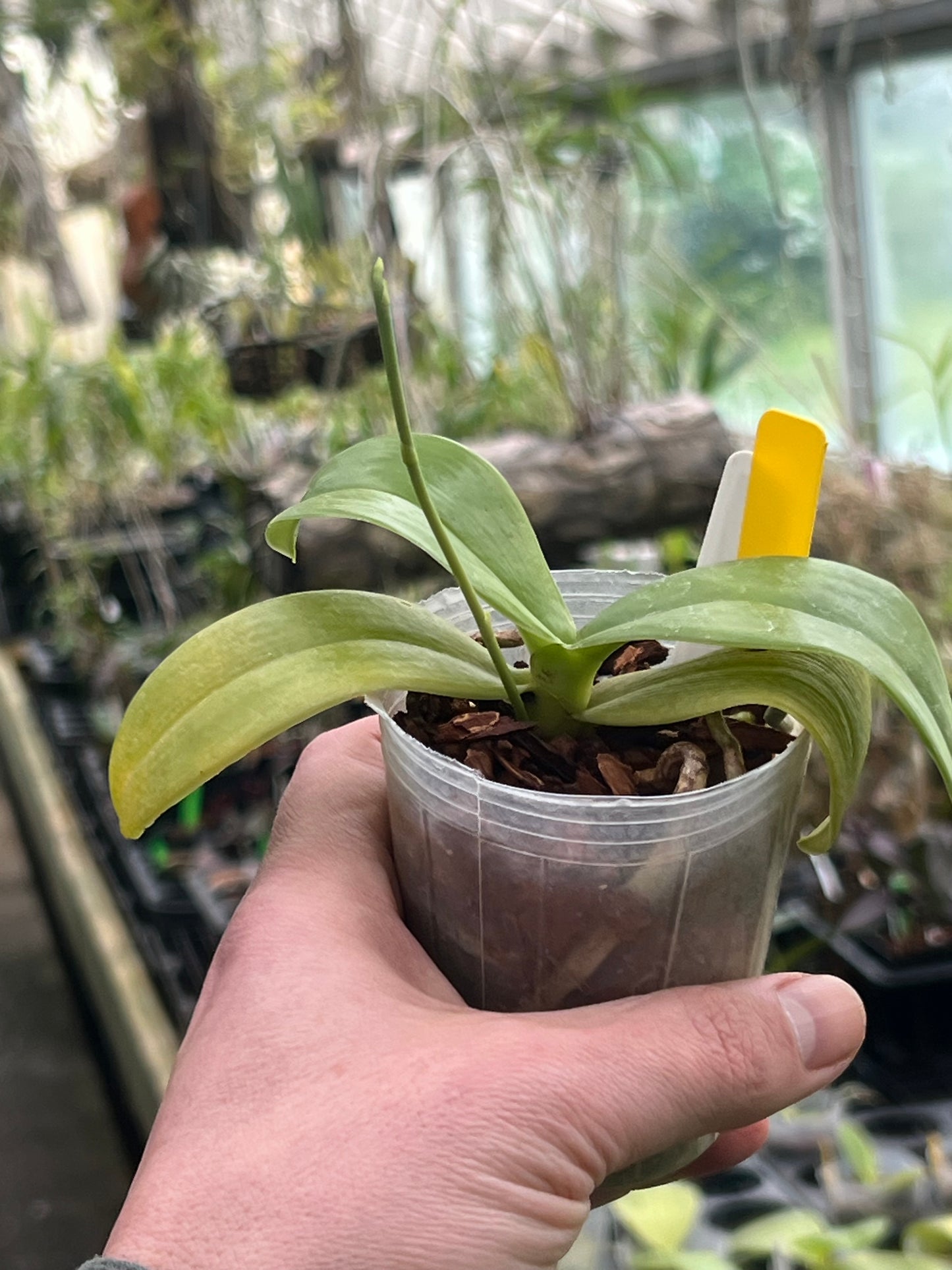 Phalaenopsis Mituo Diamond "White Python"