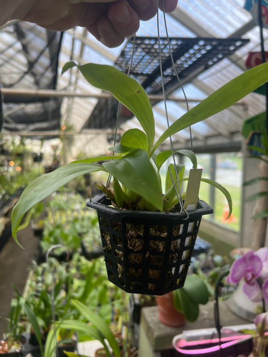 Coelogyne swaniana