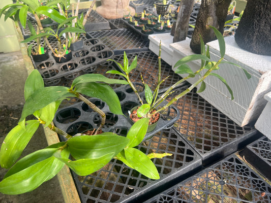 Dendrobium thyrsiflorum