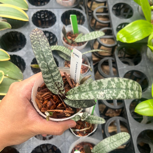 Phalaenopsis schilleriana x sib