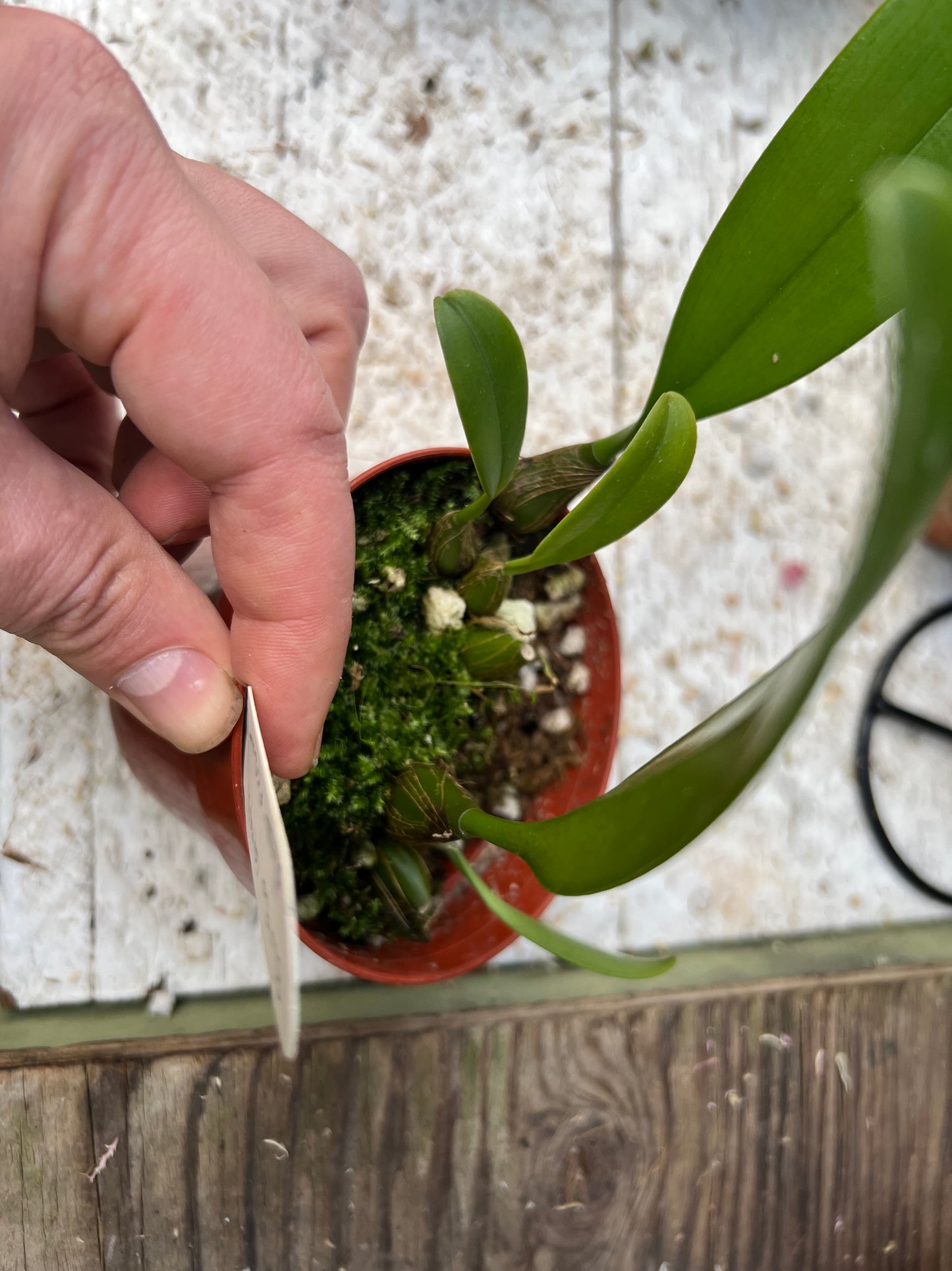 Bulbophyllum dentiferum