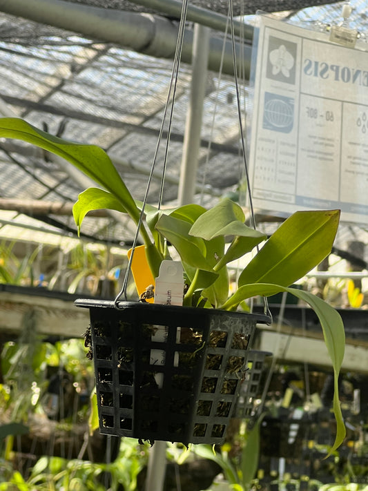 Bulbophyllum maculosum