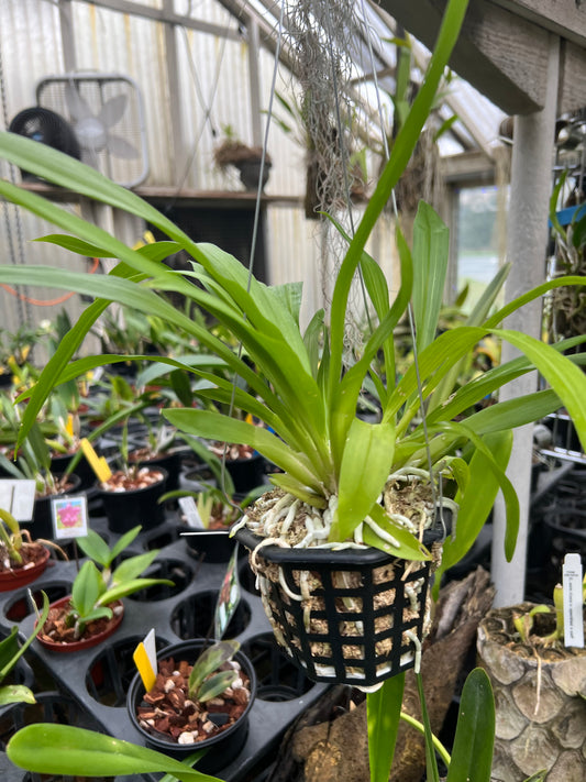 Warczewiczella (Cochleanthes) amazonica