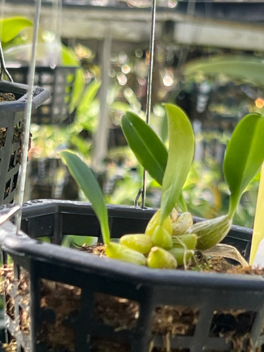Bulbophyllum pectinatum