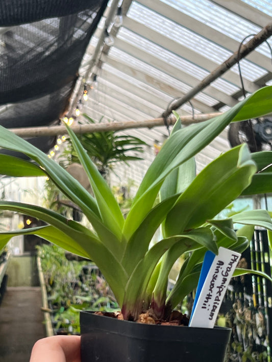 Phragmipedium Ainsworthii