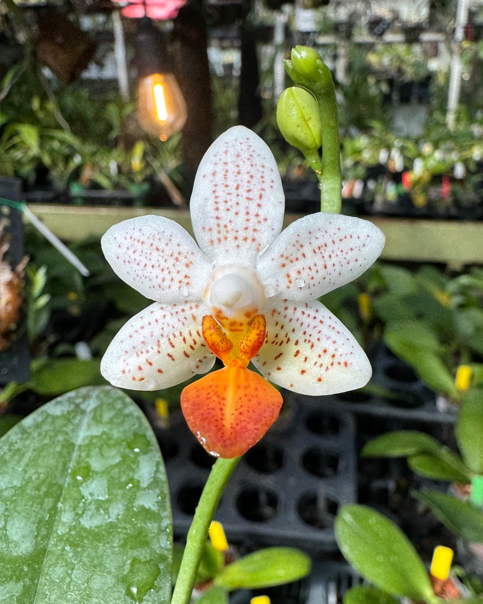 Phalaenopsis Mini Mark