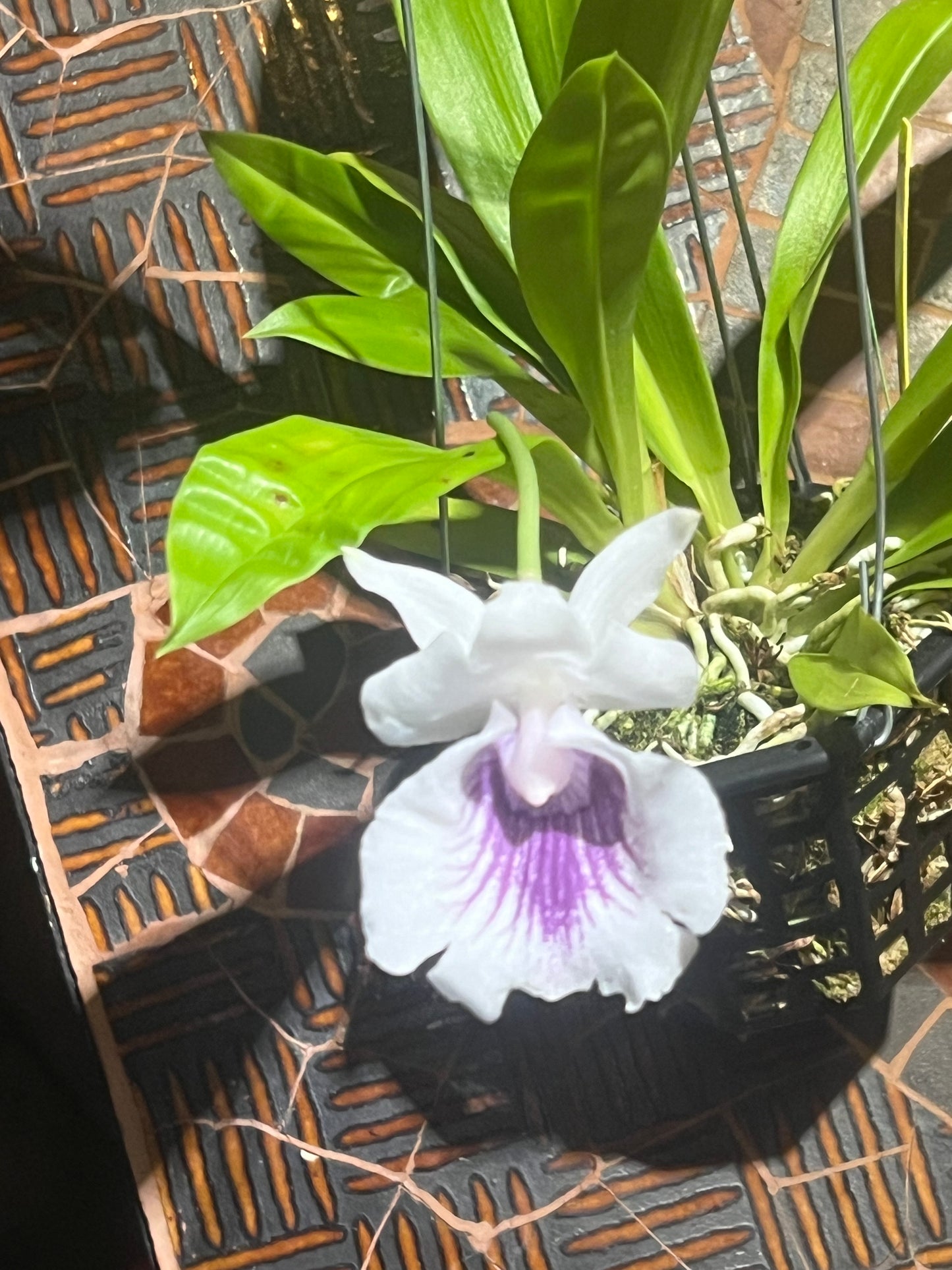Warczewiczella (Cochleanthes) amazonica