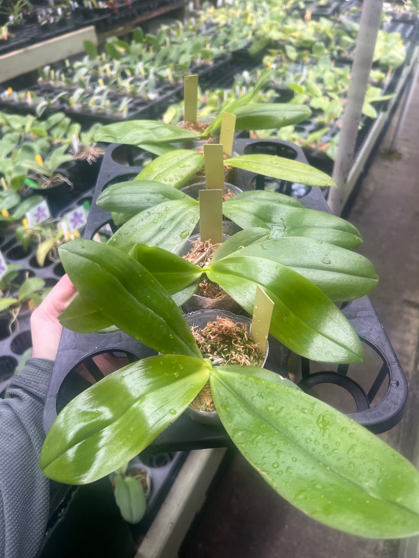 Phalaenopsis tetraspis