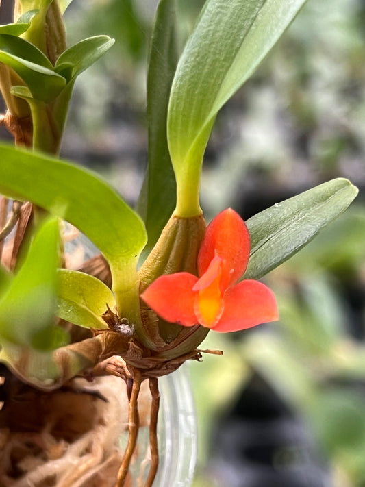 Maxillaria Sophronitis