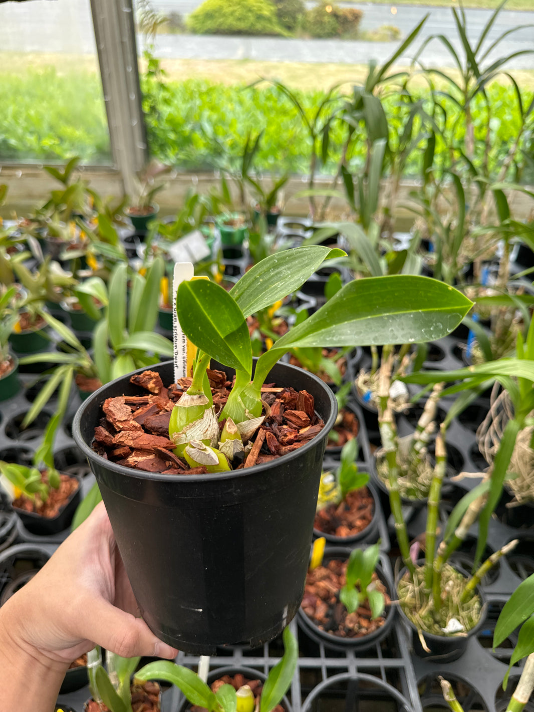 Species – Page 2 – Emerald City Orchids