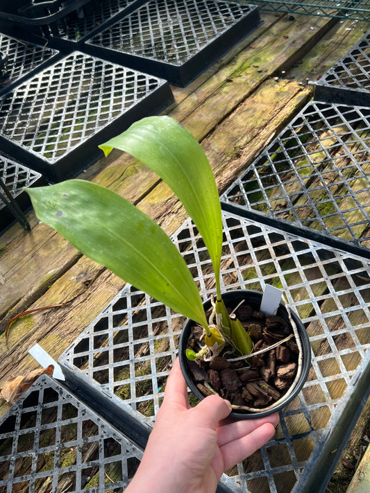Bifrenaria harrisoniae