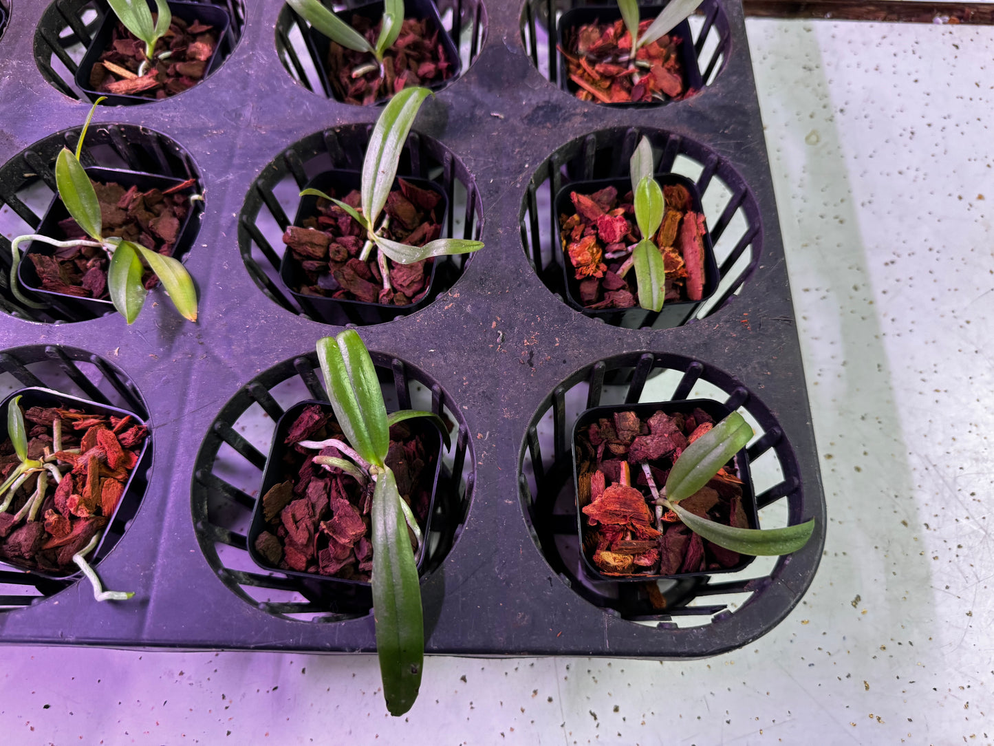 12-Pack Phalaenopsis violacea (Group B)