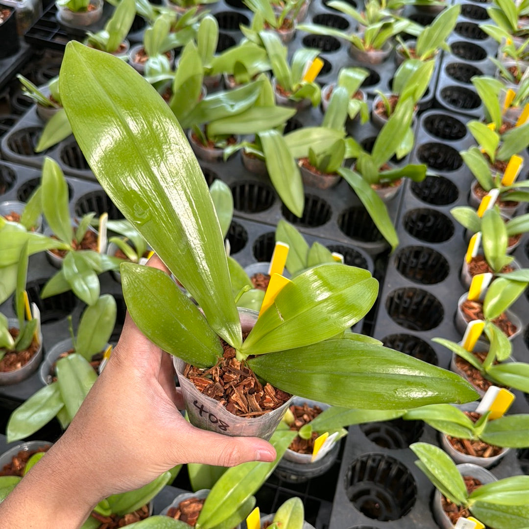 Phalaenopsis tetraspis coerulea