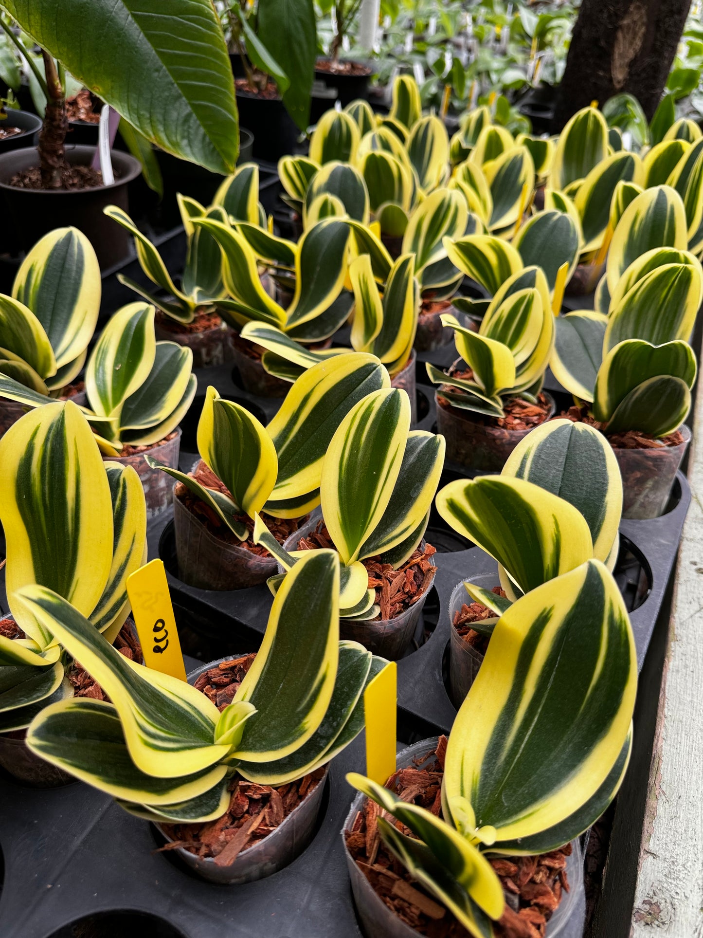 Phalaenopsis Sogo Vivien “Wilson” (variegated, non-peloric)