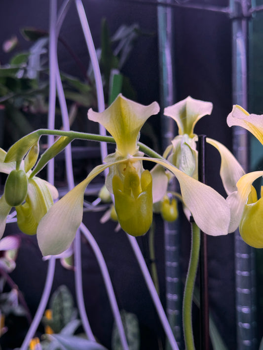 Paphiopedilum Toni Stemple x lowii alba