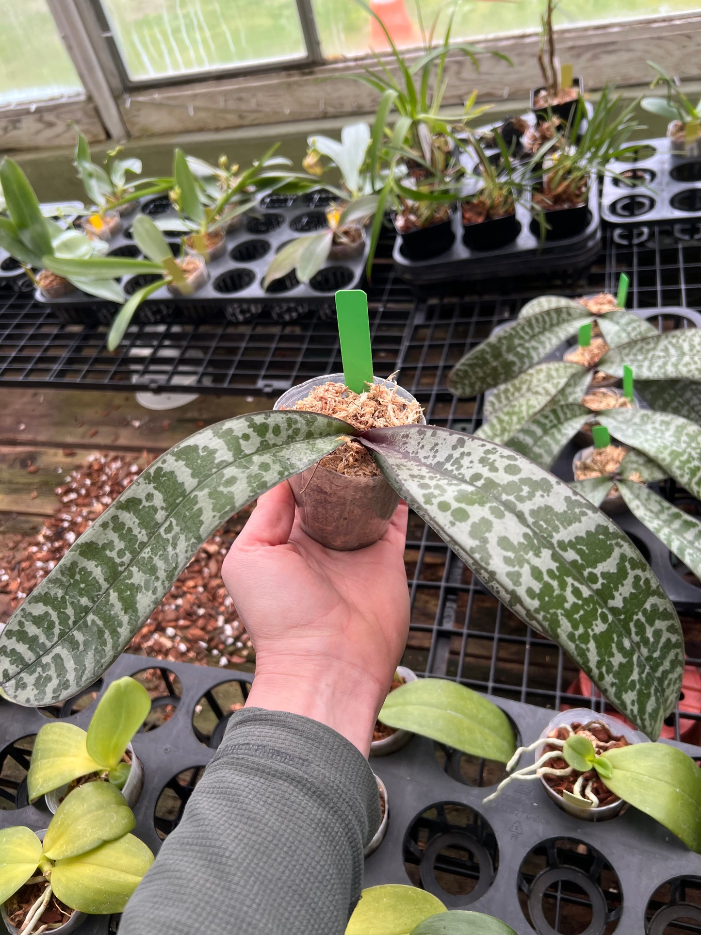 Phalaenopsis schilleriana
