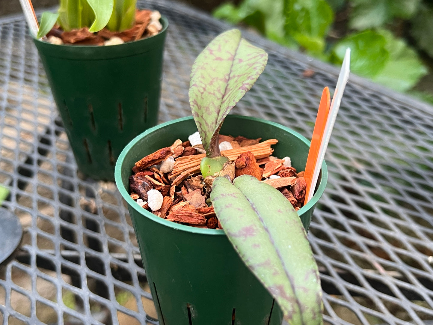 Oncidium Seedling Combo Pack