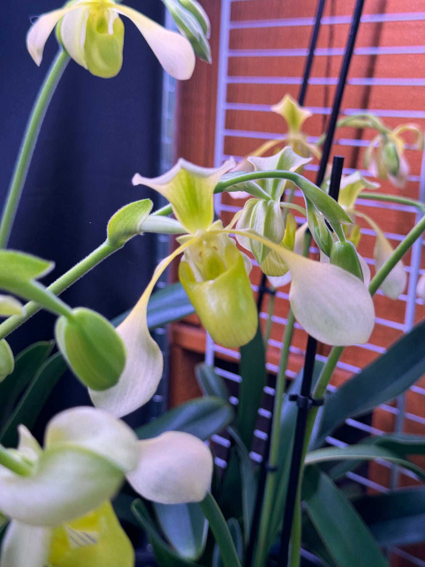 Paphiopedilum Toni Stemple x lowii alba