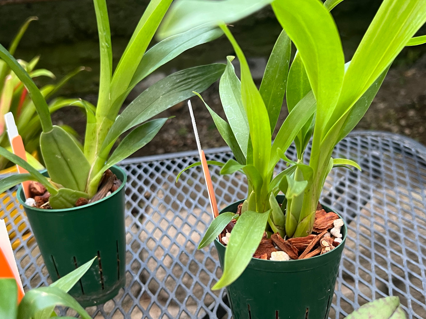 Oncidium Seedling Combo Pack