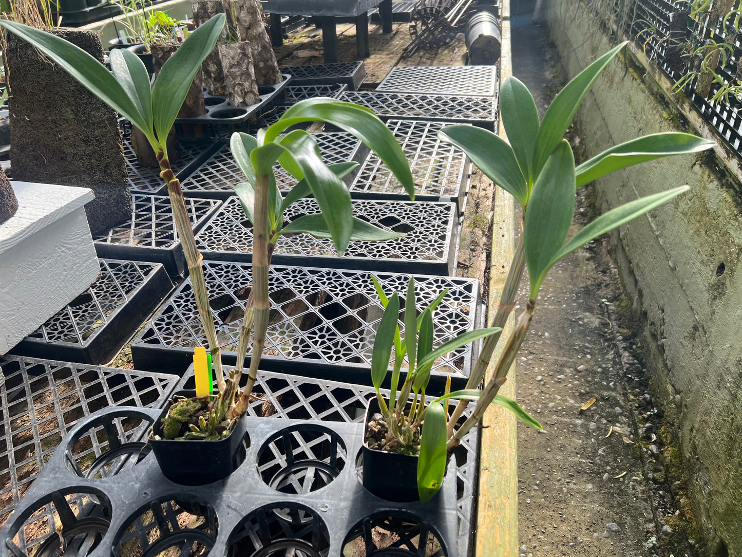 Dendrobium spectabile