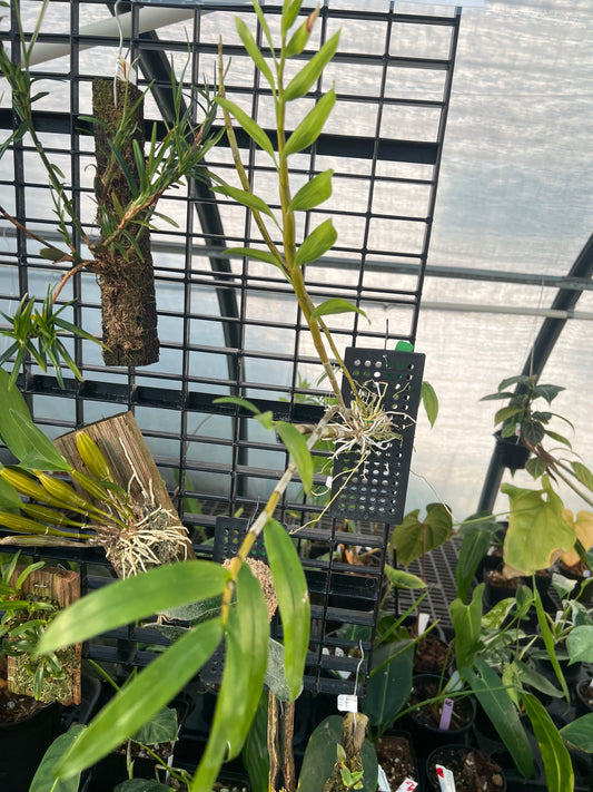 Dendrobium fimbriatum