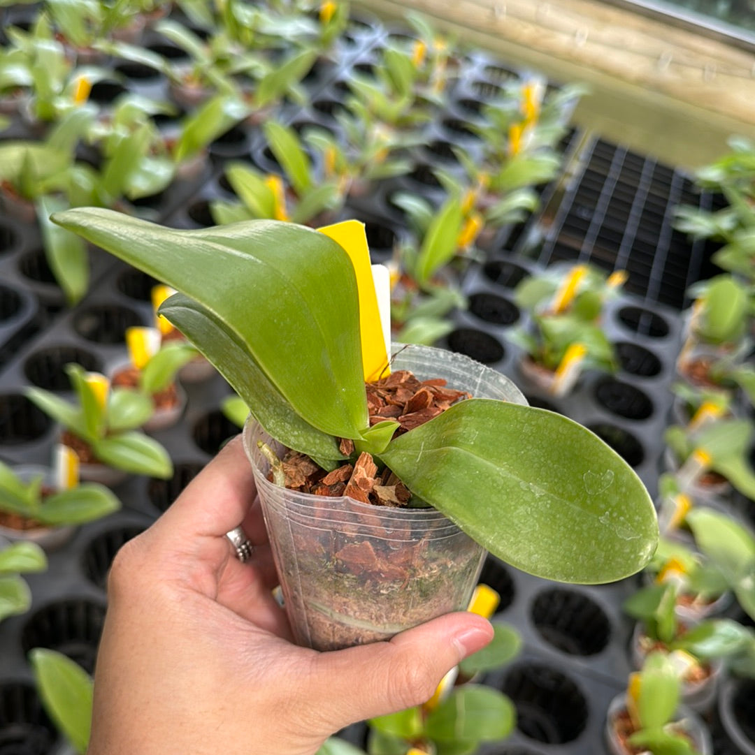 Phalaenopsis pulchra x sib