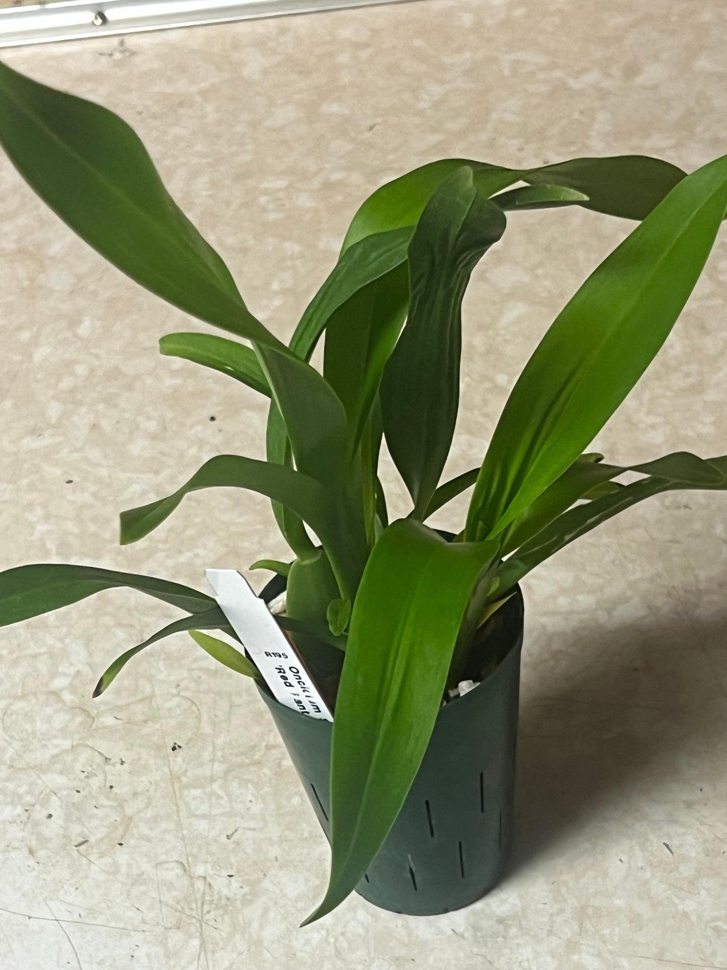 Oncidium Sharry Baby 'Red Fantasy'