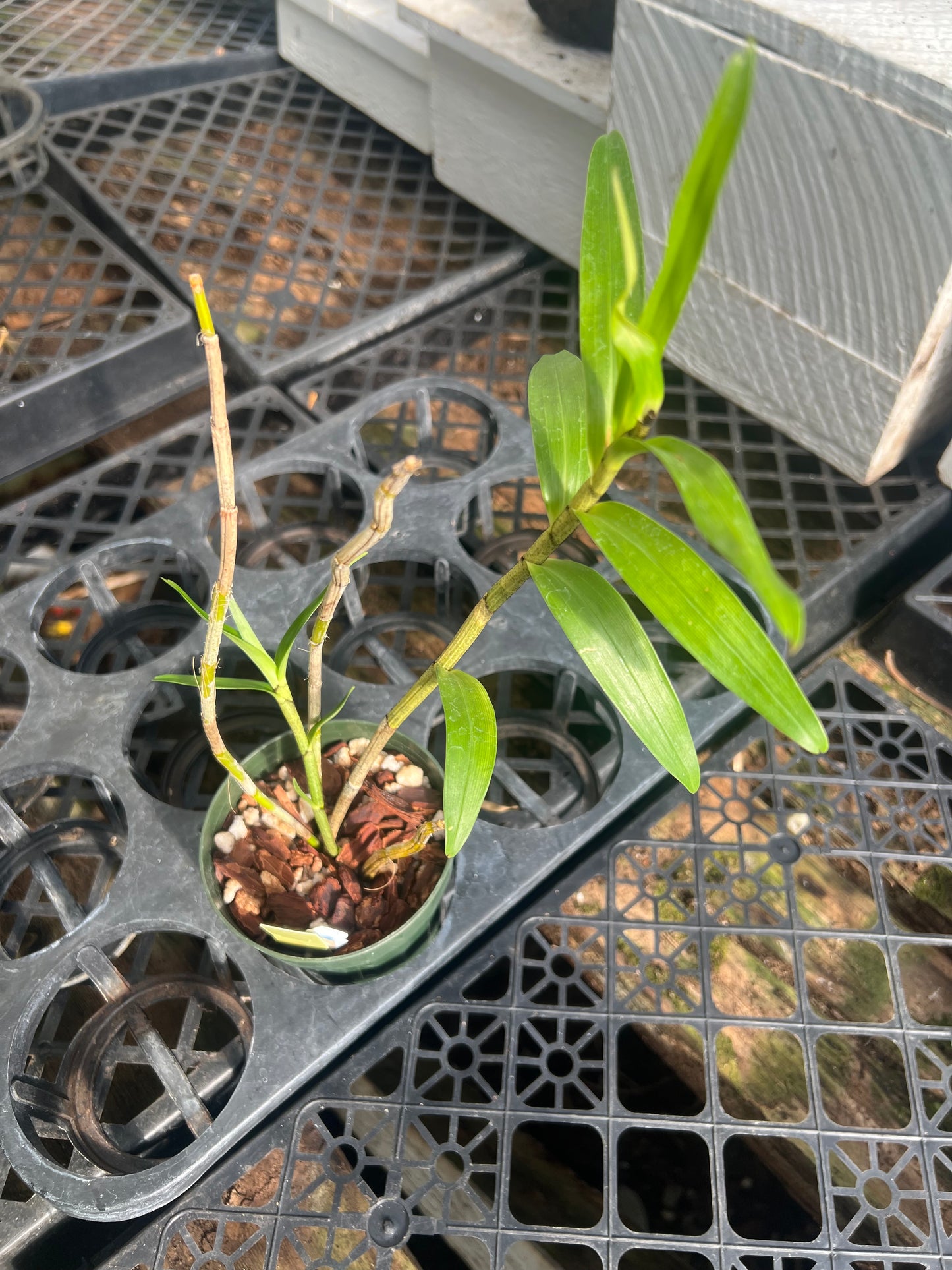 Dendrobium infundibulum