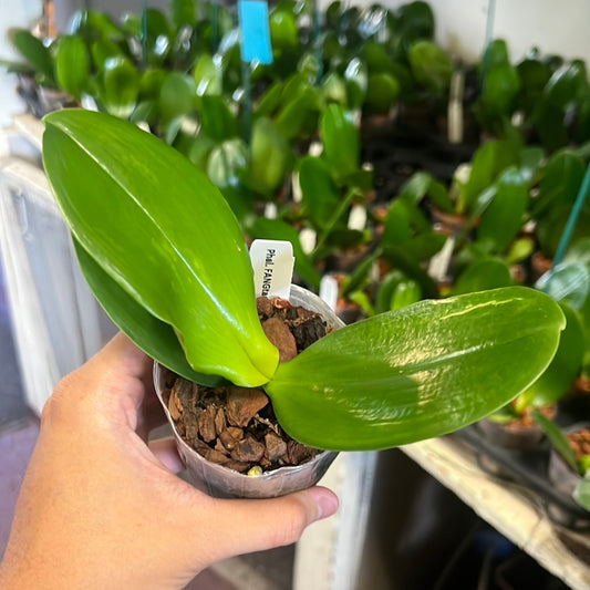 Phalaenopsis Silver leaf fragrance – Orchid Classics