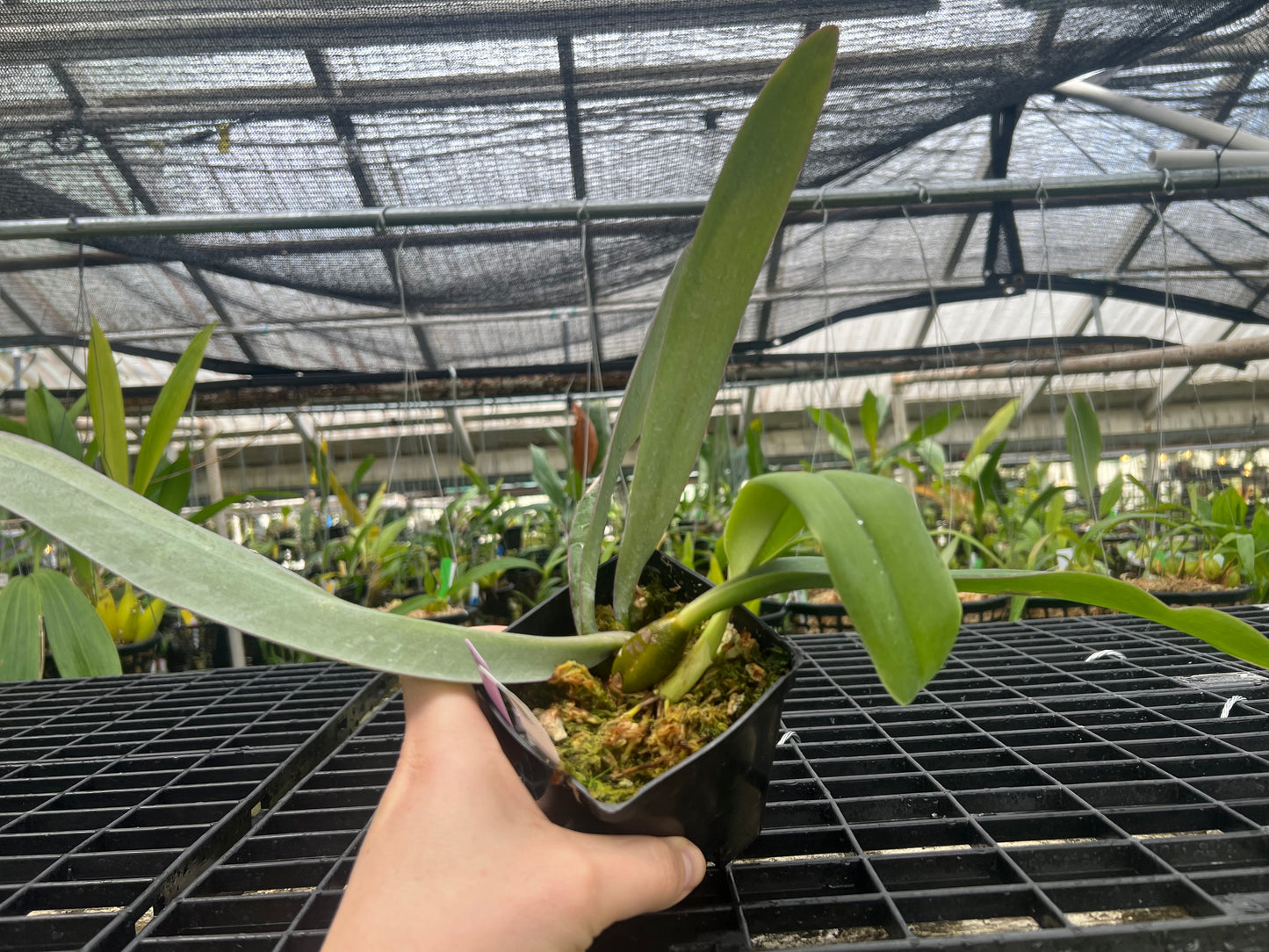 Bulbophyllum phalaenopsis