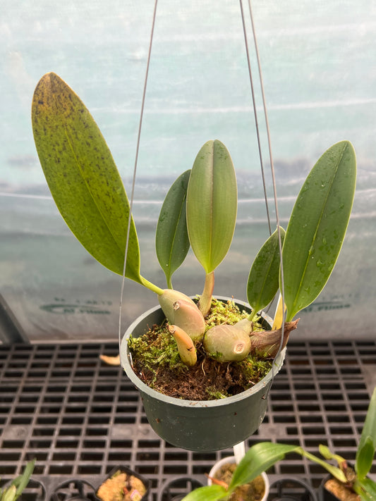 Bulbophyllum levanae