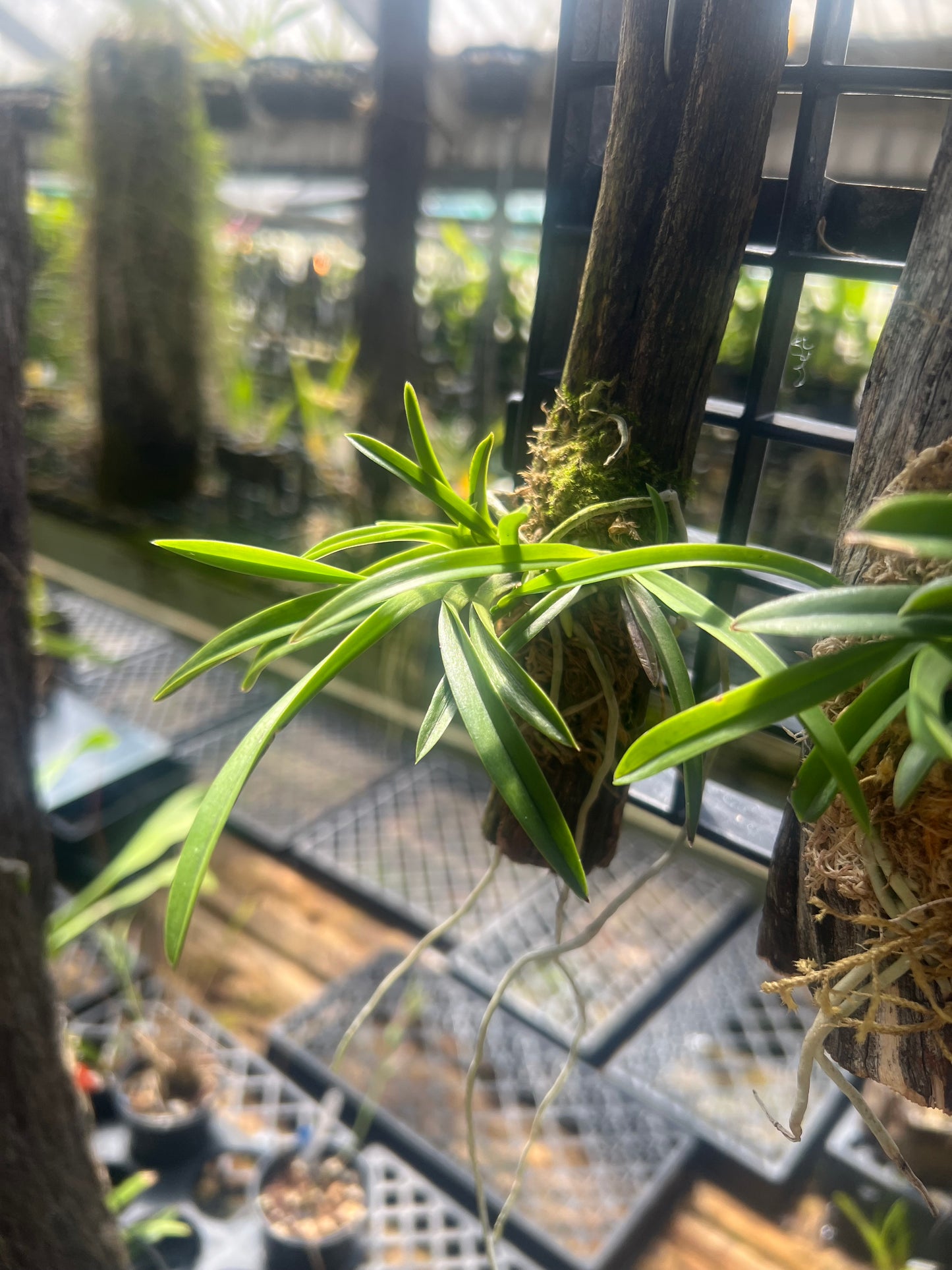 Neofinetia falcata