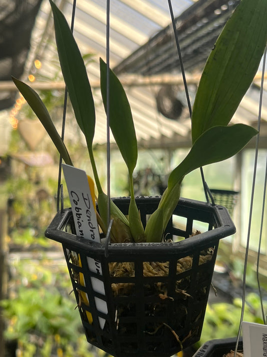 Dendrochilum cobbianum