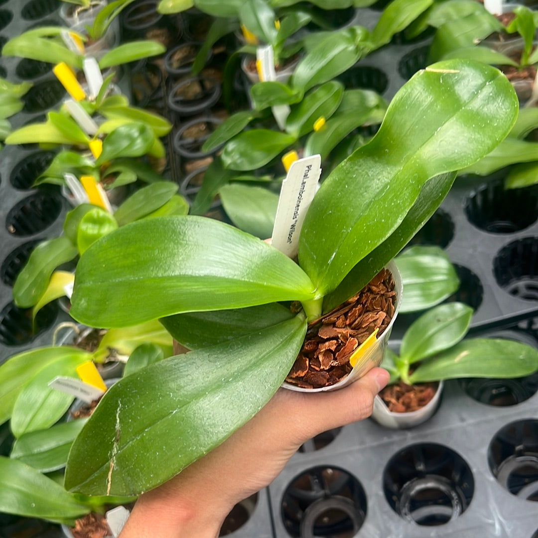 Phalaenopsis amboinensis "Wilson"