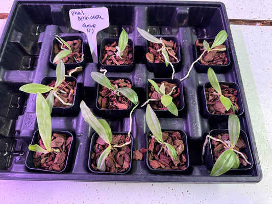 12-Pack Phalaenopsis deliciosa (Group C)