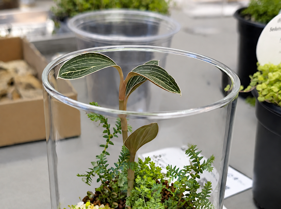 Jewel Orchid Terrarium Workshop (Oct 29, 2026)