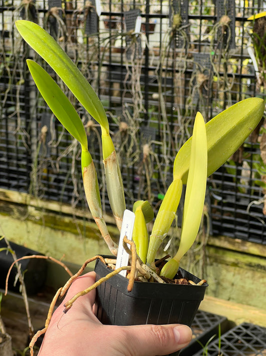 Cattleya lueddemanniana (coerulea)