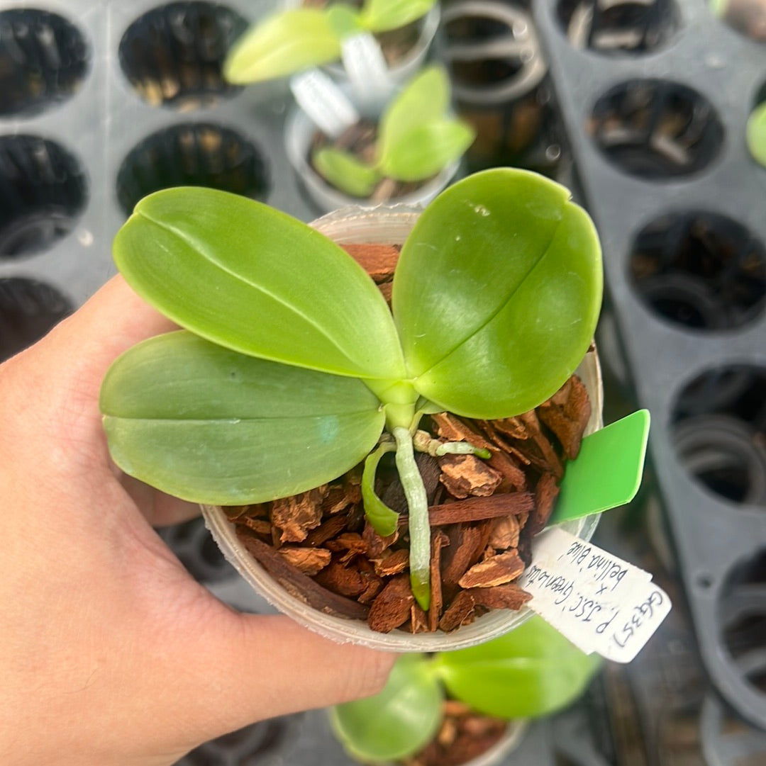 Phalaenopsis J.S.C. Green Lotus x KS Super Zebra