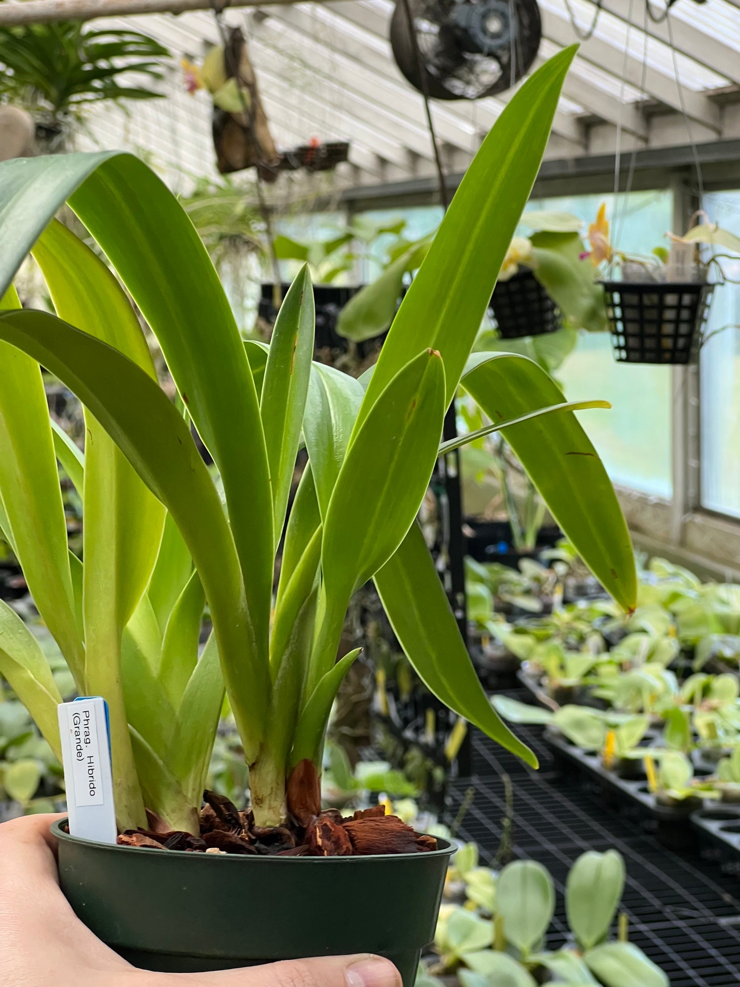 Phragmipedium Grande