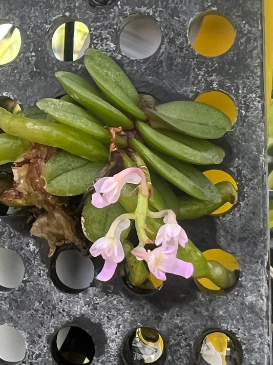 Schoenorchis seidenfadenii