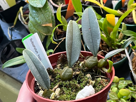 Bulbophyllum frostii