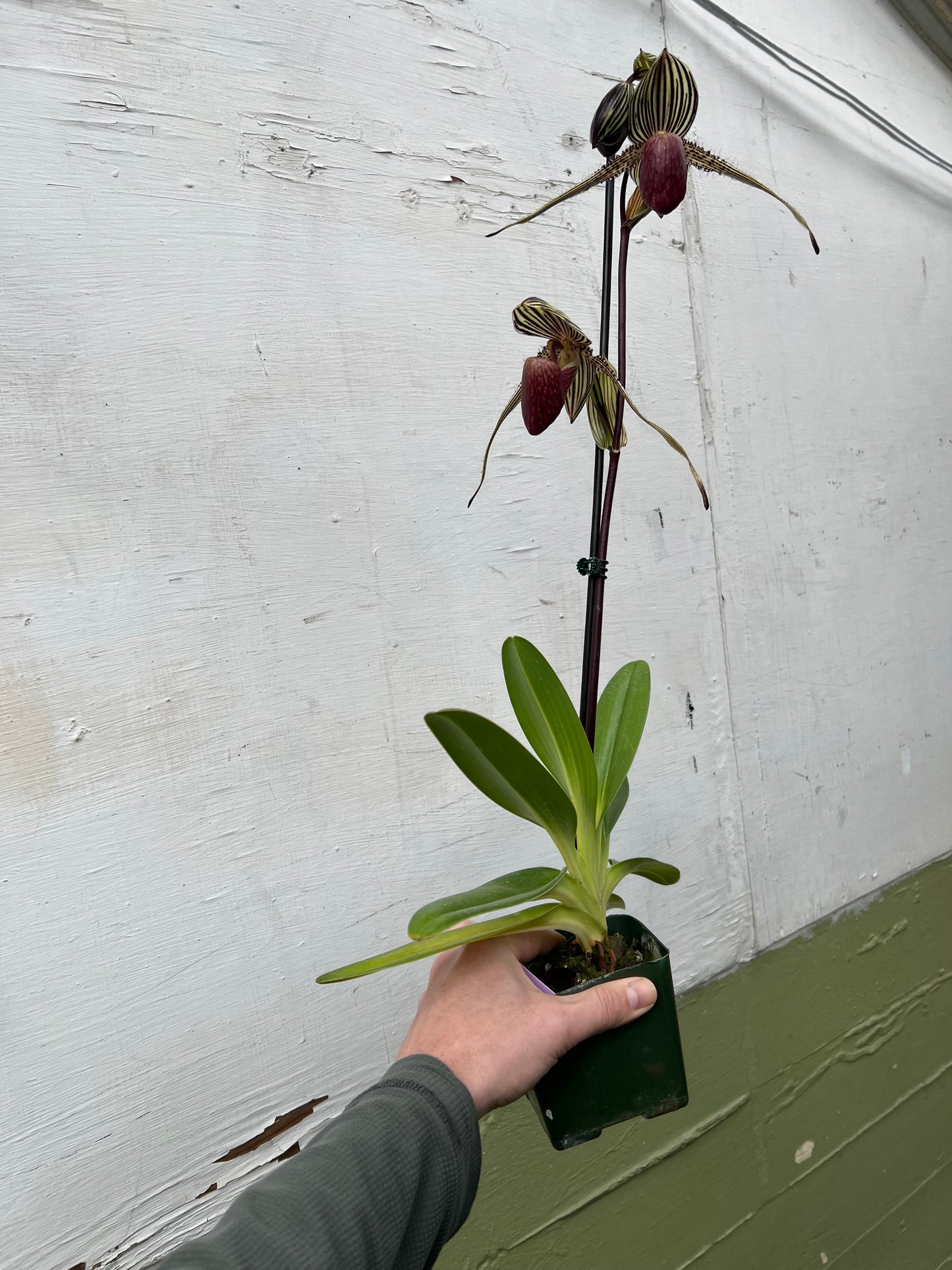 Paphiopedilum rothschildianum
